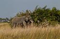 080 Okavango Delta, olifant
